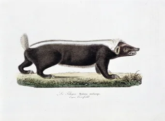 Naturgeschichtliche Tafel: Zoologische Tafel, die den Telagon, Mydaus meliceps nach Hosfield darstellt - in "Gesammelte Werke von Buffon" von Naturforscher Georges Louis Leclerc, Graf von Buffon (1707-1788). Gravur von 1837.