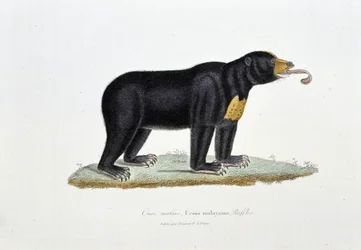 Naturgeschichtliche Tafel: Zoologische Tafel, die den Malaysischen Bären, Ursus malayanus, Raffles darstellt - in "Werke von Buffon" von Naturforscher Georges Louis Leclerc, Graf von Buffon (1707-1788). Gravur von 1837.