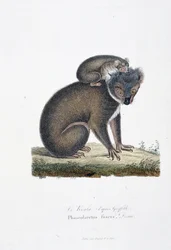 Naturgeschichtliche Tafel: Zoologische Darstellung des Koalas (nach Griffith), Phascolarctos Fuscus - in „Komplettwerke von Buffon“ von Naturforscher Georges Louis Leclerc, Graf von Buffon (1707 - 1788). Gravur von 1837