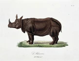 Naturgeschichtstafel: Zoologische Tafel, die das Nashorn darstellt - in „Complete Works of Buffon“ von Naturforscher Georges Louis Leclerc, Graf von Buffon (1707-1788). Gravur von 1837