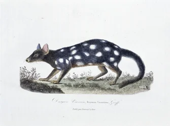 Naturgeschichtliche Tafel: Zoologische Tafel, die den Dasyure Viverrin, Dasyurus Viverrinus darstellt - in "Gesammelte Werke von Buffon" von Naturforscher Georges Louis Leclerc, Graf von Buffon (1707-1788). Gravur von 1837.