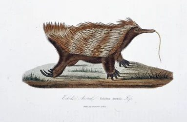 Naturgeschichtliche Tafel: Zoologische Darstellung des Echidne Australis (Echidna Australis) - in „Komplettwerke von Buffon“ von Naturforscher Georges Louis Leclerc, Graf von Buffon (1707 - 1788). Gravur von 1837