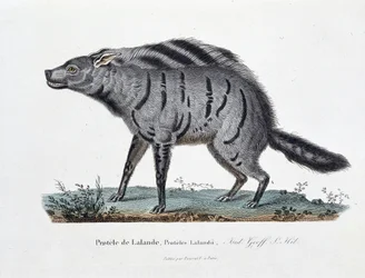 Naturgeschichtstafel: Zoologische Tafel, die den Protele de Lalande darstellt, Proteles Lalandii - in „Complete Works of Buffon“ von Naturforscher Georges Louis Leclerc, Graf von Buffon (1707-1788). Gravur von 1837