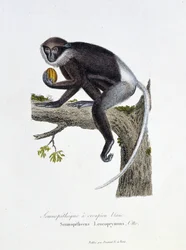 Naturgeschichtstafel: Zoologische Tafel, die den Weißrücken-Semnopithecus darstellt, Semnopithecus Leucoprymnus, Otto - in „Complete Works of Buffon“ von Naturforscher Georges Louis Leclerc, Graf von Buffon (1707-1788). Gravur von 1837