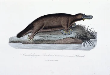 Naturgeschichtstafel: Zoologische Tafel darstellend das Schnabeltier (Ornithorhynchus paradoxus), Blumenb - in „Werke von Buffon“ von Naturforscher Georges Louis Leclerc, Graf von Buffon (1707-1788). Gravur von 1837.