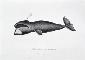 Naturgeschichtliche Tafel: Zoologische Tafel, die den Nordkaper, Balaena borealis darstellt - in „Gesammelte Werke von Buffon“ von Naturforscher Georges Louis Leclerc, Graf von Buffon (1707 - 1788). Gravur von 1837