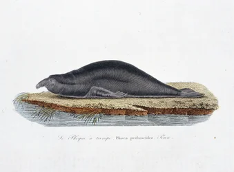 Naturgeschichte Tafel: Zoologische Tafel, die die Robbe mit Rüssel, Phoca proboscidea, Peron darstellt - in „Komplettes von Buffon“ von Naturforscher Georges Louis Leclerc, Graf von Buffon. Gravur von 1837