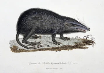Naturgeschichtliche Tafel: Zoologische Darstellung des Gymnure von Raffles, Gymnura Rafflesii, Lefs, Mann - in „Komplettwerke von Buffon“ von Naturforscher Georges Louis Leclerc, Graf von Buffon (1707 - 1788). Gravur von 1837