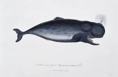 Naturgeschichtliche Tafel: Zoologische Darstellung des Pottwals, Physeter macrocephalus, Bonn - in „Werke von Buffon“ von Naturforscher Georges Louis Leclerc, Graf von Buffon (1707 - 1788). Gravur von 1837.