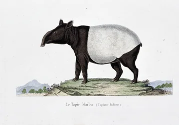 Naturgeschichtliche Tafel: Zoologische Tafel, die den Tapir Maiba (Tapirus Indicus) darstellt - in "Werke von Buffon" von Naturforscher Georges Louis Leclerc, Graf von Buffon (1707-1788). Gravur von 1837.
