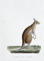 Naturgeschichtliche Tafel: Zoologische Darstellung des Roten Kängurus in „Komplettwerke von Buffon“ von Naturforscher Georges Louis Leclerc, Graf von Buffon (1707 - 1788). Gravur von 1837