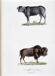 Naturgeschichtstafel: Zoologische Tafel, die 1. den Büffel und 2. den Bison darstellt - in „Gesammelte Werke von Buffon“ von Naturforscher Georges Louis Leclerc, Graf von Buffon (1707 - 1788). Gravur von 1837.