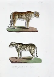 Naturgeschichtliche Tafel: Zoologische Tafel, die 1. den Leoparden und 2. den Jaguar darstellt - in "Gesammelte Werke von Buffon" von Naturforscher Georges Louis Leclerc, Graf von Buffon (1707-1788). Gravur von 1837.