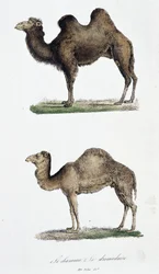 Naturgeschichtliche Tafel: Zoologische Tafel, die 1. Das Kamel und 2. Das Dromedar darstellt - in „Gesammelte Werke von Buffon“ von Naturforscher Georges Louis Leclerc, Graf von Buffon (1707 - 1788). Gravur von 1837