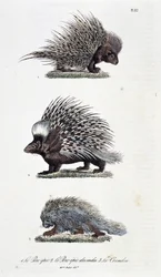 Naturgeschichtliche Tafel: Zoologische Darstellung 1. Das epische Schwein, 2. Das epische Schwein von Indien und 3. Le Coendou - in „Komplettwerke von Buffon“ von Naturforscher Georges Louis Leclerc, Graf von Buffon (1707 - 1788). Gravur von 1837