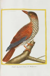 Naturgeschichte. Vögel. Beleuchtete Tafeln, 1782