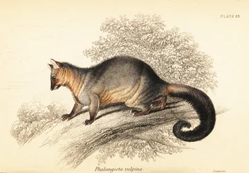 Gewöhnlicher Fuchskusu, Trichosurus vulpecula