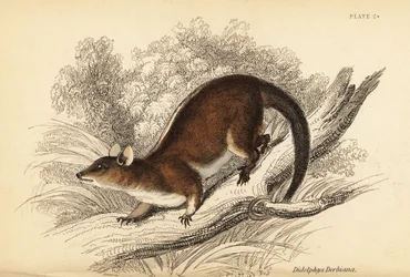 Derbys Wollbeutelratte, Caluromys derbianus