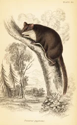 Federbeutler, Acrobates pygmaeus (Gravur)