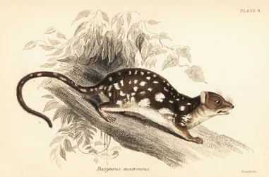 Tiger-Quoll, Dasyurus maculatus, 1841 (Gravur)