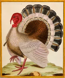 Ein Truthahn, aus "Histoire Nouvelles des Oiseaux", 1771-86