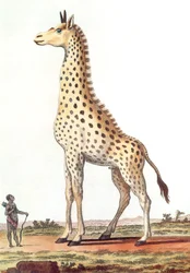 Zeichnung einer fantastischen männlichen Giraffe