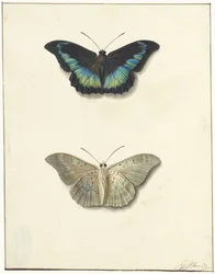 Ober- und Unteransicht eines Schmetterlings