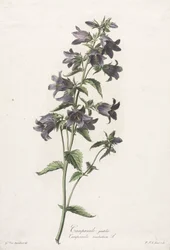 Blumen nach der Natur gezeichnet: Glockenblume
