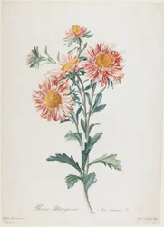 Sommeraster, aus Fleurs dessinées d