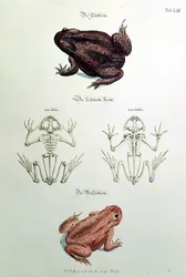 Kröten, Tafel LIII aus 