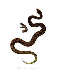 Kreuzotter (Farblithografie)
