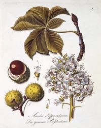 Aesculus Hippocastanum, aus 