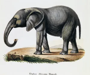 Afrikanischer Elefant (Elephas africanus), aus 