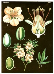 Mandel (Prunus Amygdalus) um 1890