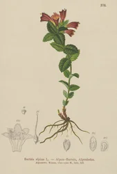 Alpen-Bartfaden (Bartsia alpina)
