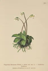 Alpen-Fettkraut (Pinguicula flavescens, Pinguicula alpina)
