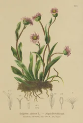 Alpen-Berufkraut (Erigeron alpinus)