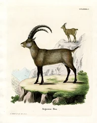 Alpensteinbock
