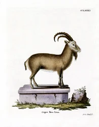 Alpensteinbock
