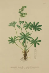 Alpen-Frauenmantel