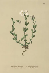 Alpen-Hornkraut