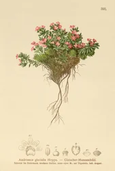 Alpen-Mannsschild (Androsace glacialis, Androsace alpina)