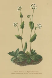 Alpen-Gänsekresse (Arabis alpina)