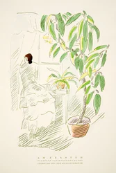 Am Fenster, Pflanzen von Hermann Rothe, aus Styl, veröffentlicht 1922