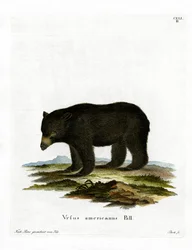 Amerikanischer Schwarzbär