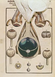 Anatomie des Auges, aus Ophthalmodouleia von Georg Bartisch (1535-1636) veröffentlicht in Dresden 1583 (Farbholzschnitt)