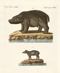 Tiere aus heißen Ländern