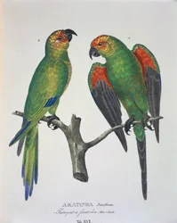 Aratinga Aurifrons (männlich und weiblich), Tafel XVI aus 