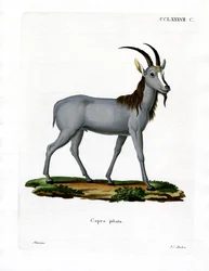 Argali