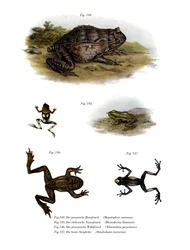 Asiatischer Hornfrosch